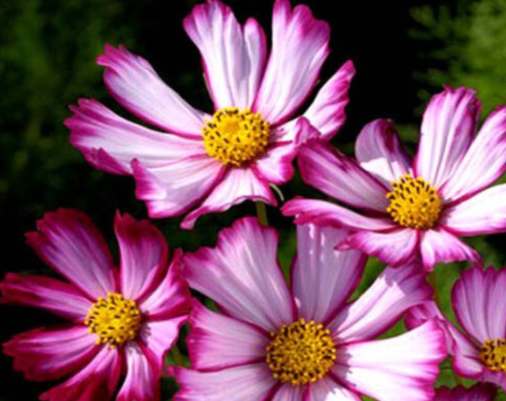 Super Seeds Cosmos Bipinnatus Dwarf Sensation Picotee Annual Pink White Flower 300 Pcs