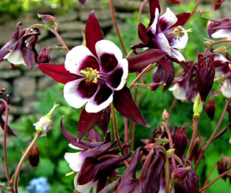 Super Seeds Aquilegia Vulgaris Magpie Columbine William Guinness Perennial 100 Pcs