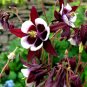 Super Seeds Aquilegia Vulgaris Magpie Columbine William Guinness Perennial 100 Pcs