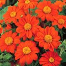 Super Seeds Tithonia speciosa The Mexican Sunflower Mix Of Colors Flower 100+ Pcs