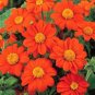 Super Seeds Tithonia speciosa The Mexican Sunflower Mix Of Colors Flower 100+ Pcs