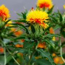 Super Seeds Carthamus Tinctorius Saffron Thistle Lemon Yellow Flower 20 Pcs