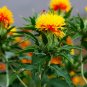 Super Seeds Carthamus Tinctorius Saffron Thistle Lemon Yellow Flower 20 Pcs
