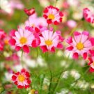 Super Seeds Cosmos Bipinnatus Sea Shells Mix Beautiful Flower 400 Pcs