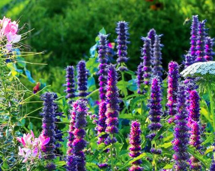 Super Seeds Agastache Mexicana Lavender Blue Giant Hyssop Perennial Flower 1000+ Pcs