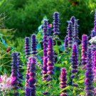 Super Seeds Agastache Mexicana Lavender Blue Giant Hyssop Perennial Flower 1000+ Pcs