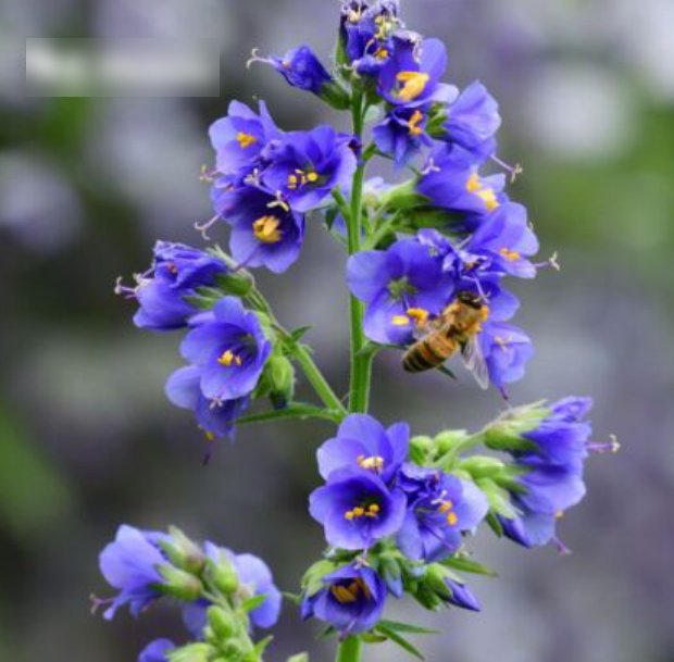 Super Seeds Polemonium Caeruleum Jacbos Ladder Beautiful Flower 300 Pcs