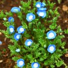 Super Seeds Nemophila menziesii insignis Baby Blue Eyes Beautiful Flower 1000+ Pcs