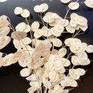 Super Seeds Lunaria biennis annua Lunaria Honesty Violet Money Plant Flower 100 Pcs