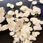 Super Seeds Lunaria biennis annua Lunaria Honesty Violet Money Plant Flower 100 Pcs