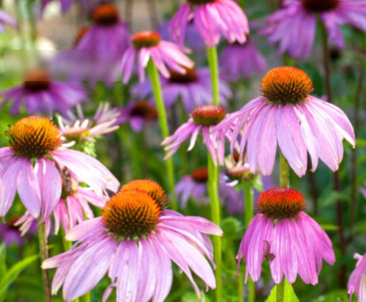 Super Seeds Echinacea purpurea Purple Coneflower Starlight Flower 70 Pcs