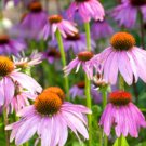 Super Seeds Echinacea purpurea Purple Coneflower Starlight Flower 70 Pcs