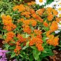 Super Seeds Asclepias tuberosa Butterflye Weed Flower 30 Pcs
