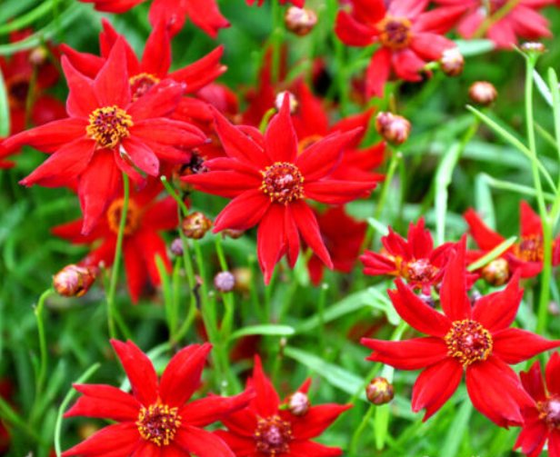 Super Seeds Coreopsis tinctoria Coreopsis Amulet Red Dwarf Annual Flower 500 Pcs