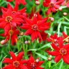 Super Seeds Coreopsis tinctoria Coreopsis Amulet Red Dwarf Annual Flower 500 Pcs