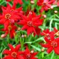 Super Seeds Coreopsis tinctoria Coreopsis Amulet Red Dwarf Annual Flower 500 Pcs