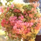 Super Seeds Phlox drummondii nana compacta Phlox Of Sheep Flower 300 Pcs