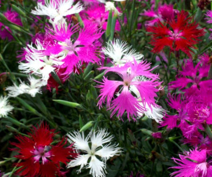 Super Seeds Dianthus superbus Superb Pink Perennial fragrant flowers 200 Pcs