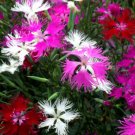 Super Seeds Dianthus superbus Superb Pink Perennial fragrant flowers 200 Pcs