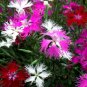 Super Seeds Dianthus superbus Superb Pink Perennial fragrant flowers 200 Pcs