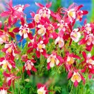 Super Seeds Aquilegia caeruela Columbine Crimson Star Perennial flower 100 seeds+ Pcs