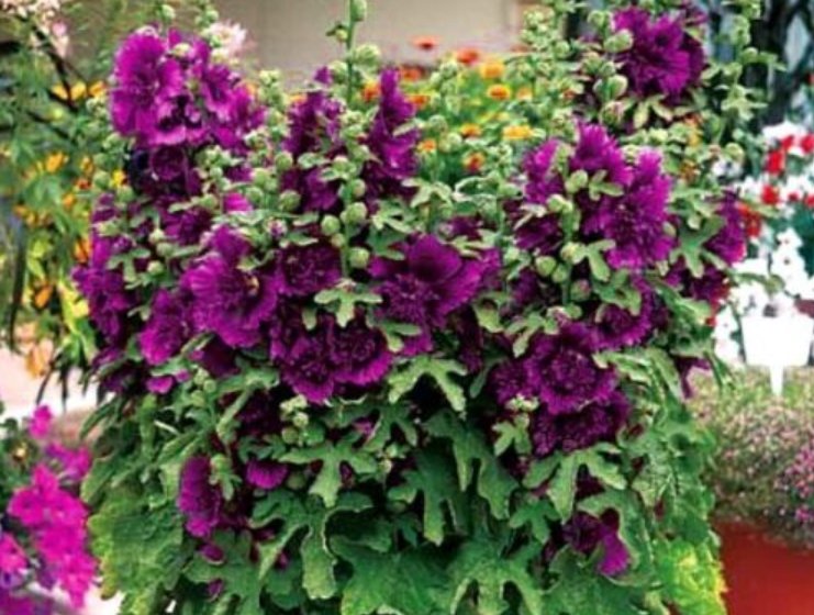 Super Seeds Althaea rosea Dwarf Hollyhock Queeny Purple Perennial Flower 40 Pcs