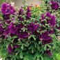 Super Seeds Althaea rosea Dwarf Hollyhock Queeny Purple Perennial Flower 40 Pcs
