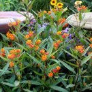 Super Seeds Asclepias curassavica Mexican Butterfly Weed Red Flower 40 Pcs