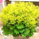 Super Seeds Alchemilla mollis Ladys Mantle Perennial Flower 200+ Pcs
