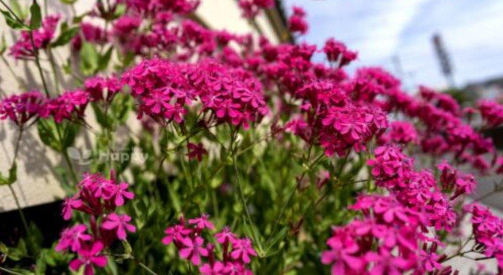 Super Seeds Silene armeria Silene Catchfly Rubra Electra Annual Pink Flower 4000 Pcs