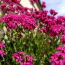 Super Seeds Silene armeria Silene Catchfly Rubra Electra Annual Pink Flower 4000 Pcs