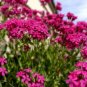Super Seeds Silene armeria Silene Catchfly Rubra Electra Annual Pink Flower 4000 Pcs