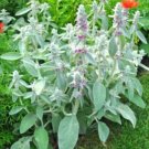Super Seeds Stachys Byzantina Lanata Lambs Ear Woolly Grey Foliage Pink Flower 100+ Pcs