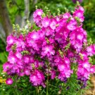 Super Seeds Sidalcea malviflora Hybrids False Mallow Perennial Flower 30 Pcs