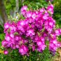 Super Seeds Sidalcea malviflora Hybrids False Mallow Perennial Flower 30 Pcs