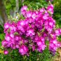 Super Seeds Sidalcea malviflora Hybrids False Mallow Perennial Flower 30 Pcs