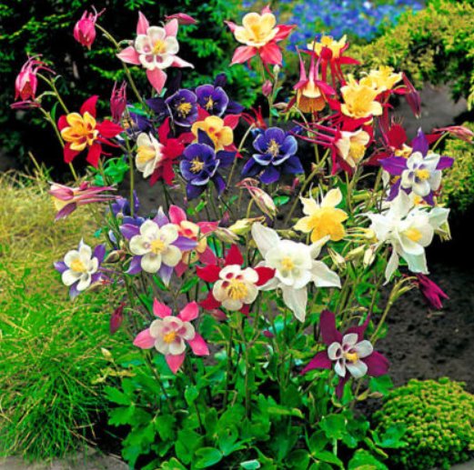 Super Seeds Aquilegia c Columbine McKana Giants mix Perennial Flower 300 Pcs