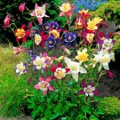 Super Seeds Aquilegia c Columbine McKana Giants mix Perennial Flower 300 Pcs