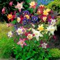Super Seeds Aquilegia c Columbine McKana Giants mix Perennial Flower 300 Pcs
