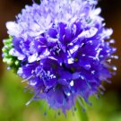 Super Seeds Gilia capitata Queen Annes thimbles Blue Gilia Flower 1000 Pcs