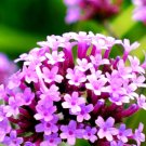 Super Seeds Verbena Bonariensis Purpletop Vervain Flower 1000 Pcs