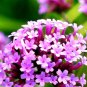 Super Seeds Verbena Bonariensis Purpletop Vervain Flower 1000 Pcs