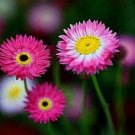 Super Seeds Helipterum Roseum Paper Daisy Giant flowered mixture Everlasting 500+ Pcs