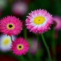 Super Seeds Helipterum Roseum Paper Daisy Giant flowered mixture Everlasting 500+ Pcs