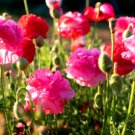 Super Seeds Papaver rhoeas English Poppy Shirley Double Mix Flwoer 10000 Pcs
