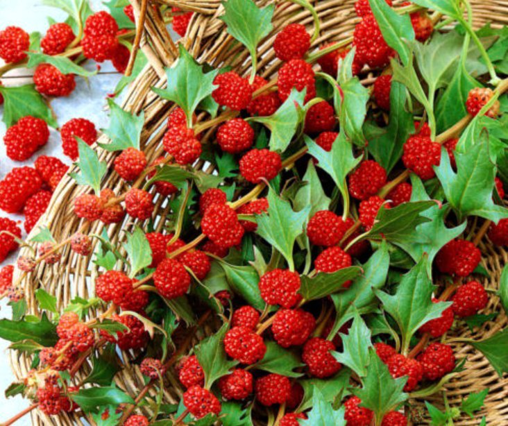 Super Seeds Chenopodium foliosum Strawberry Sticks Herb Spinach 100 Pcs