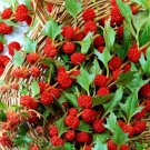 Super Seeds Chenopodium foliosum Strawberry Sticks Herb Spinach 100 Pcs