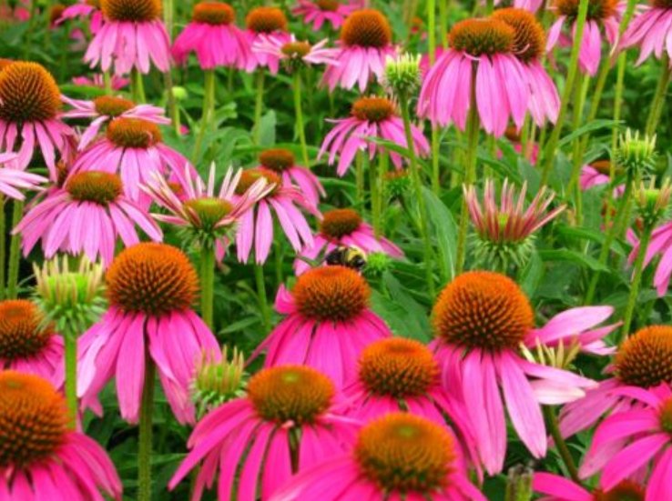 Super Seeds Echinacea purpurea Purple Coneflower Ruby Star Perennial Flower 200 Pcs