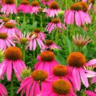 Super Seeds Echinacea purpurea Purple Coneflower Ruby Star Perennial Flower 200 Pcs