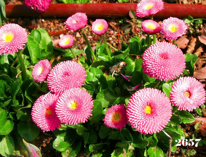 Super Seeds Bellis perennis Daisy English Pomponette Pink Flower 500 Pcs